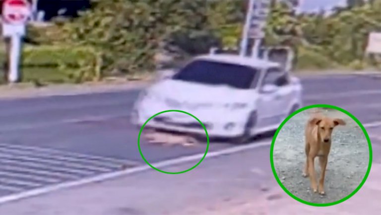 ชาวบ้านอำนาจเจริญร้องถึงผู้นำในหมู่บ้านตัดไม้-อายุ-100-ปี-ในสาธารณประโยชน์