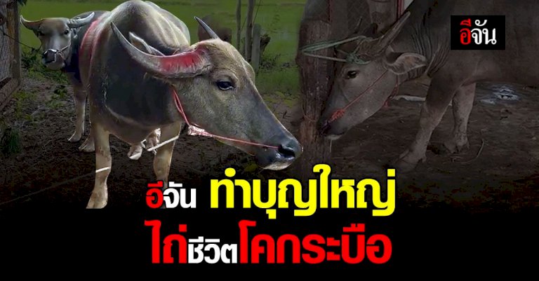 อีจันทำบุญใหญ่-ไถ่ชีวิตโคกระบือ-จากโรงเชือด