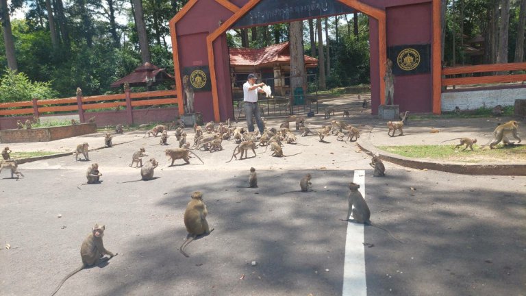 ทัพลิงแสมกว่า-3-พันตัว-ตะลอนหากินทั่วอำเภอ-ชาวบ้านผวา-พาหะฝีดาษลิง