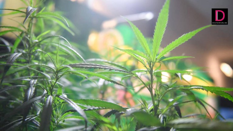 เดินหน้าส่งเสริมการผลิตพืชสมุนไพรให้ได้มาตรฐาน-|-เดลินิวส์