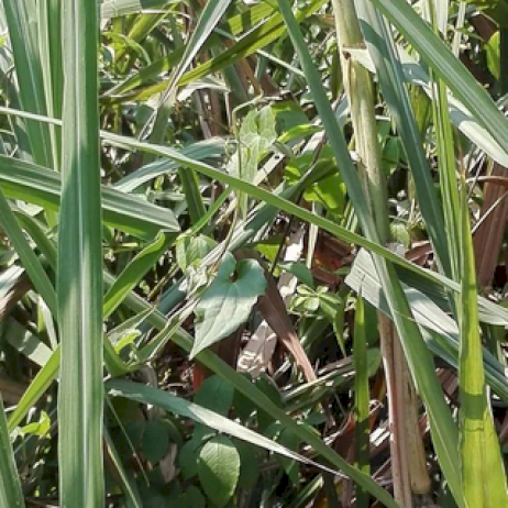 แอ้ม-ชลธิชา-cover-ผาแดงของน้อง-ต้นฉบับ-ต่าย-อรทัย-แรงติดเทรนด์