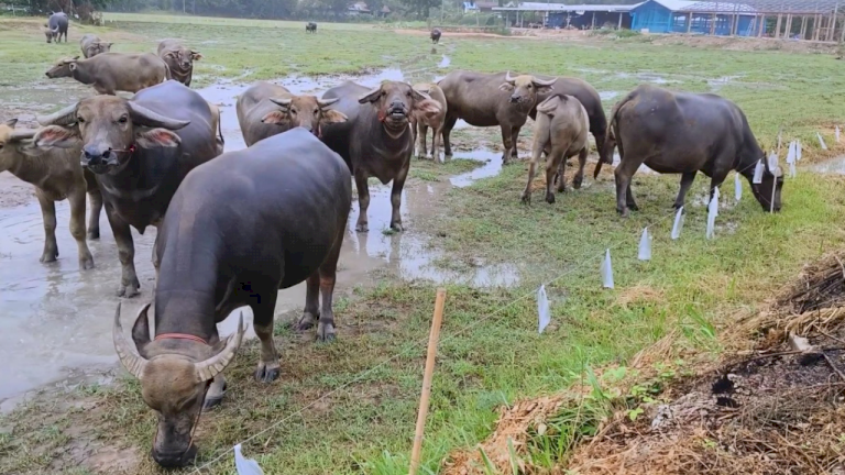 สภาพอากาศวันพรุ่งนี้-คน-กทม.อย่าลืมพกร่ม-ฝนยังตก-80%-ของพื้นที่